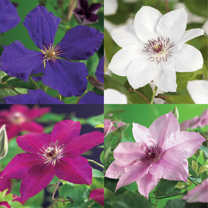 Klimplant - Clematis Rainbow - Bloem Roze Wit Paars Rood - Weinig onderhoud - 4 planten - Pot 11cm Hoogte 40cm
