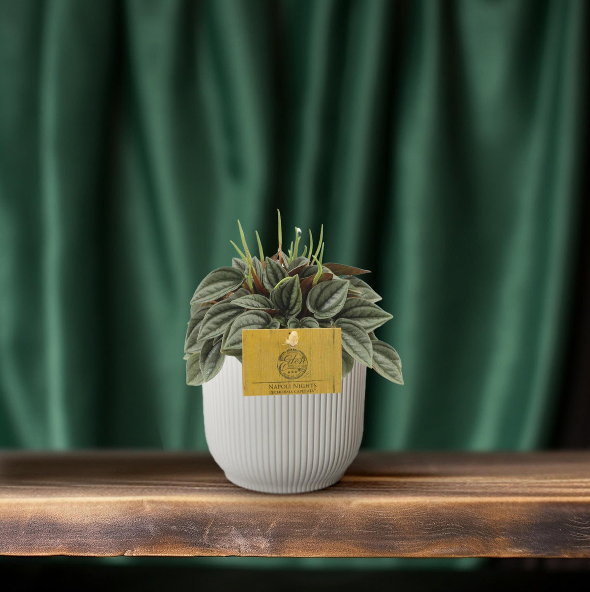 Peperomia Napoli Nights - Ø10,5cm - ↕15cm