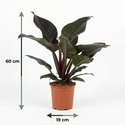 Kamerplant - Philodendron - Philodendron Imperial Red - Rood - Weinig onderhoud - 1 Plant - Pot 19cm - Hoogte 60cm
