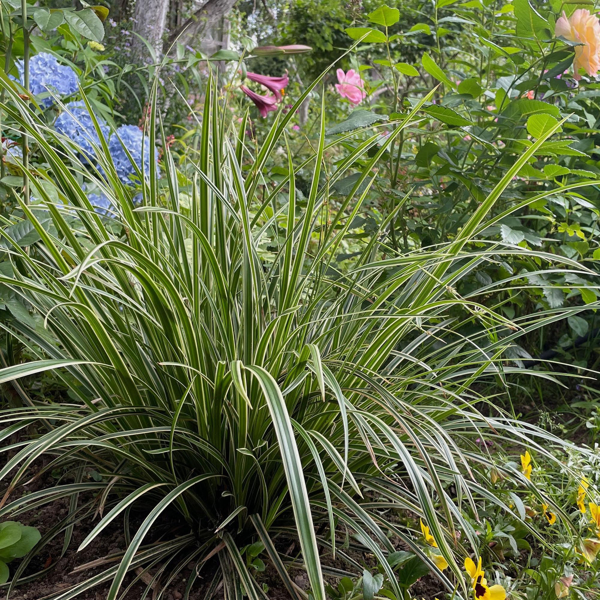Siergrassen - Carex morrowii Ice Dance  - Wit & Groen - 1 Planten - Groenblijvend - Winterhard - Pot 17cm Hoogte 50cm