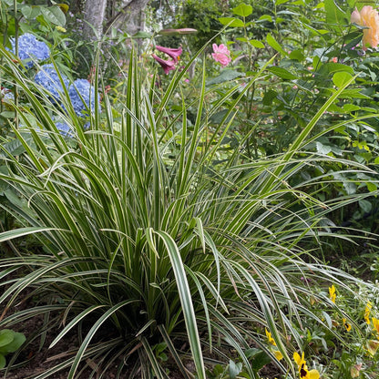 Siergrassen - Carex morrowii Ice Dance  - Wit & Groen - 1 Planten - Groenblijvend - Winterhard - Pot 17cm Hoogte 50cm