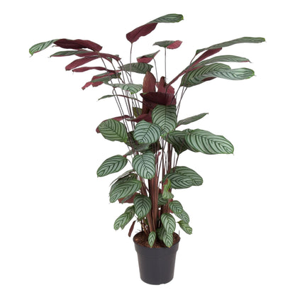 Calathea Oppenheimiana - 130 cm - ø27