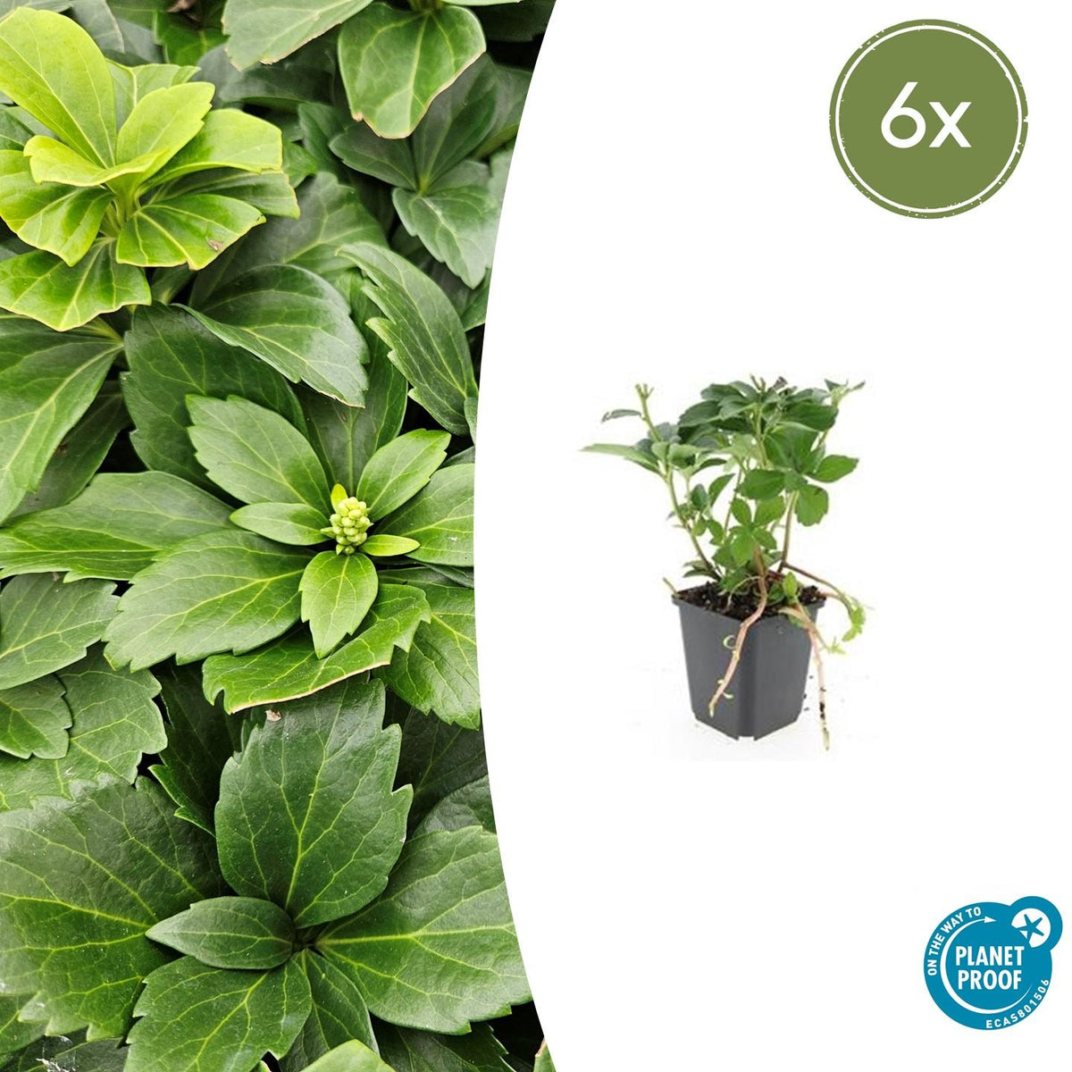 6x Pachysandra terminalis - ↕10-25cm - Ø9cm