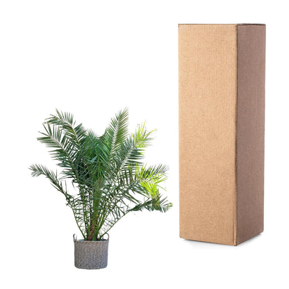 Phoenix Canariensis - 230cm - ø50