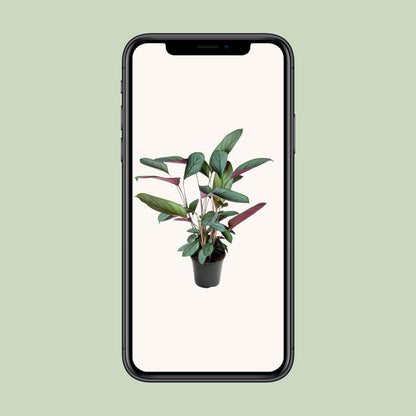 Ctenanthe Setosa - Ø17cm - ↕60cm