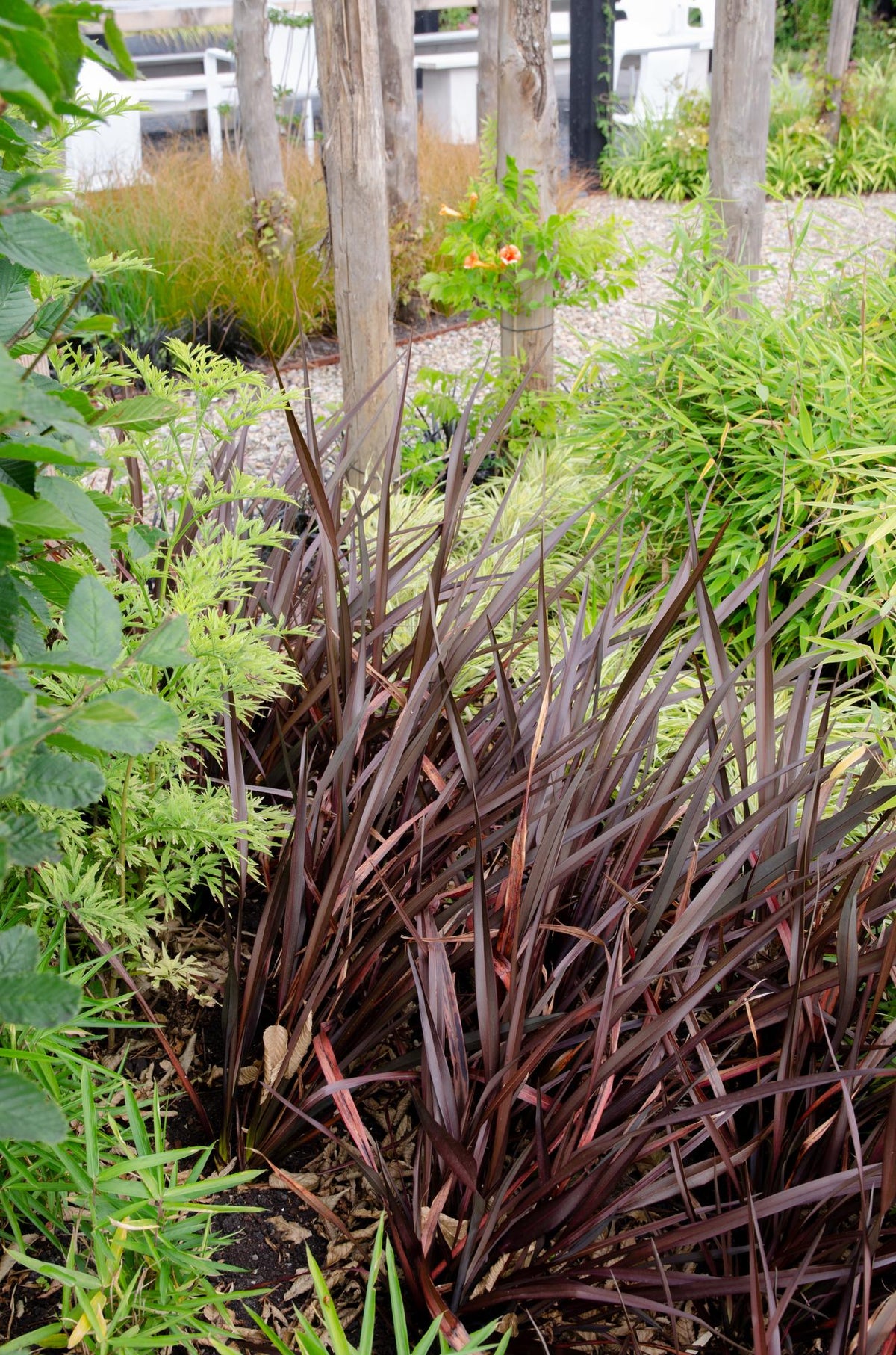 Phormium 'Rubra Nana' - Ø14cm - ↕50cm