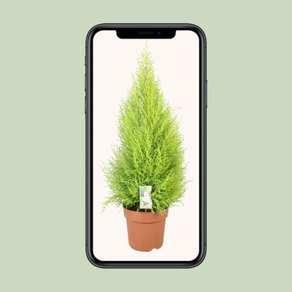 Cupressus Goldcrest Wilma - Ø21cm - ↕90cm