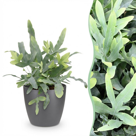 Kamerplant - Phlebodium aureum Blue Star - Blauwe Varen - Huisdiervriendelijke Plant - Blauw - 1 Plant - met Potter Grijs - Pot 12cm - Hoogte 25cm
