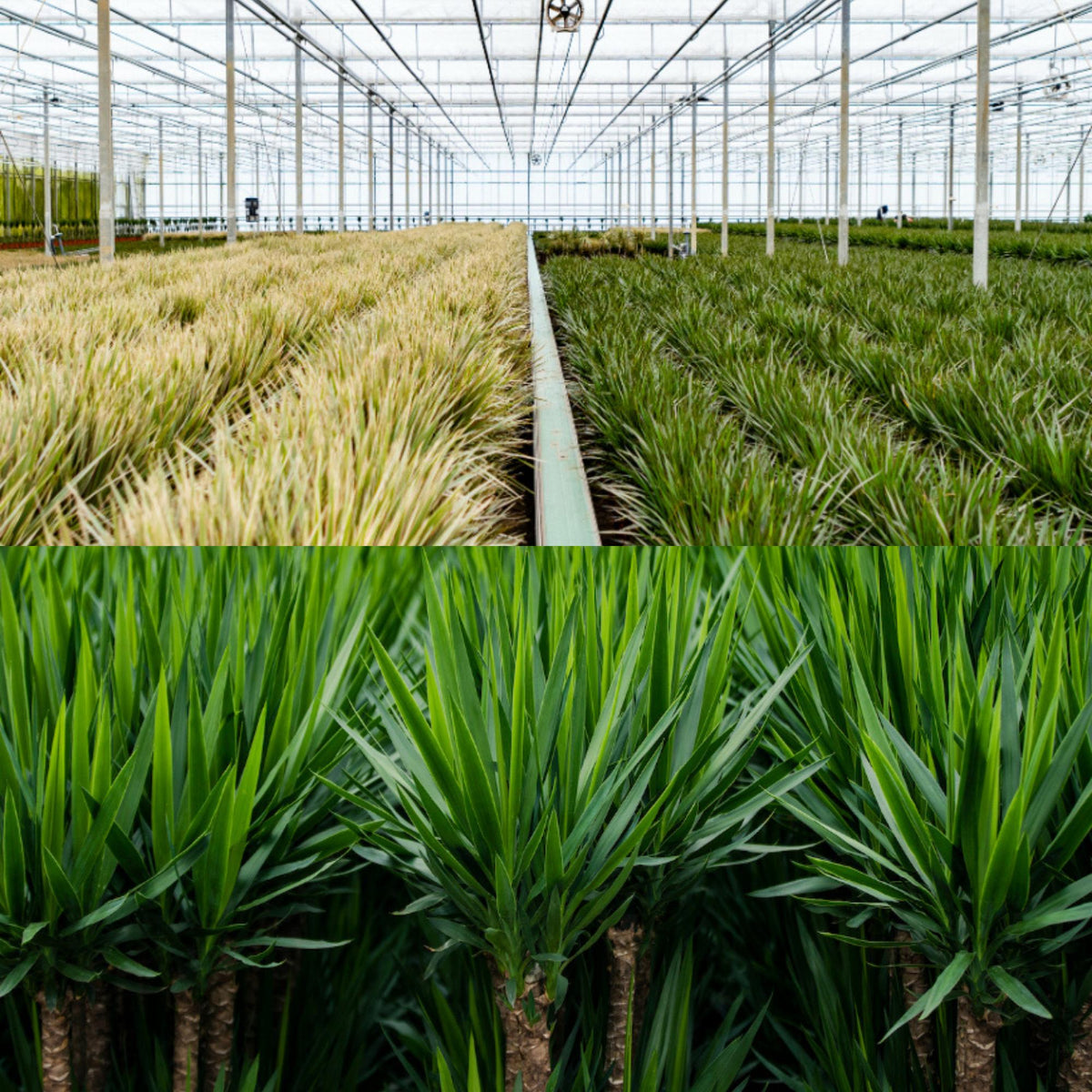 Dracaena - ↨120cm - Ø21cm + Yucca - ↨100cm - Ø21cm
