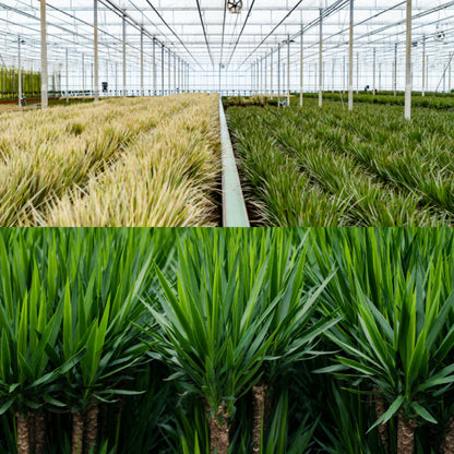 Dracaena - ↨120cm - Ø21cm + Yucca - ↨100cm - Ø21cm