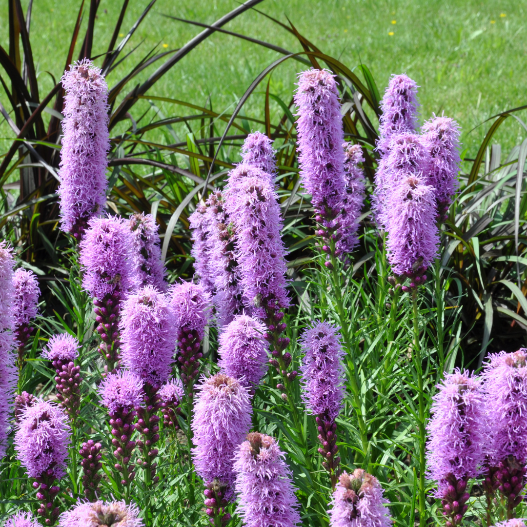 12x Liatris spicata - ↕10-25cm - Ø9cm