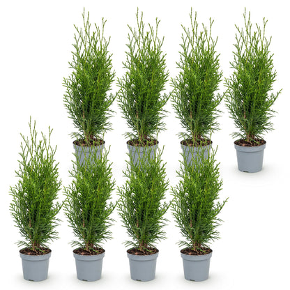 8x Thuja occidentalis Smaragd - Levensboom - Haagplanten - Groenblijvend - Groen - Pot 9cm - Hoogte 20-30cm