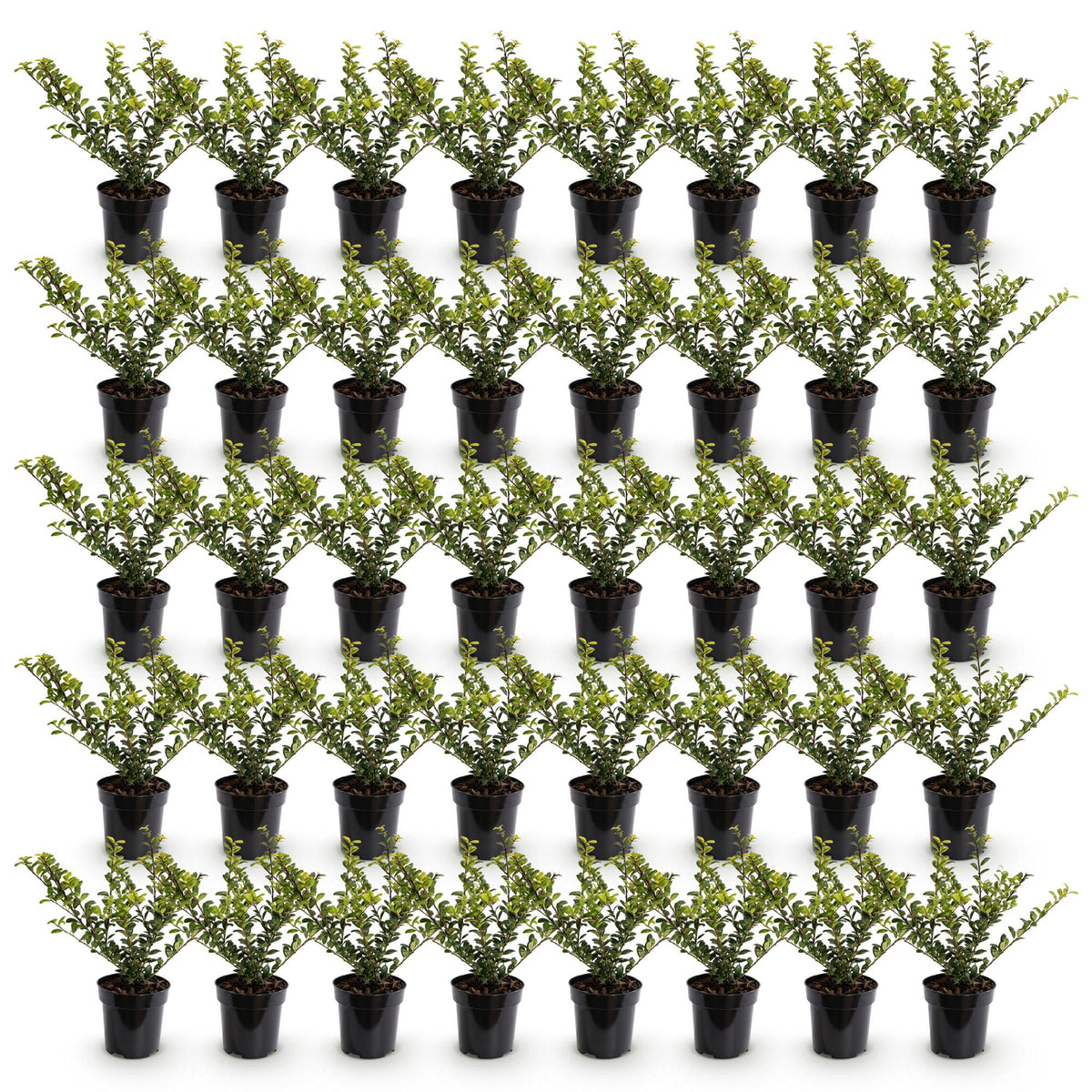 40x Ilex crenata Golden Gem - Japanse Hulst - Haagplanten - Groenblijvend - Geel - Pot 9cm - Hoogte 20-30cm