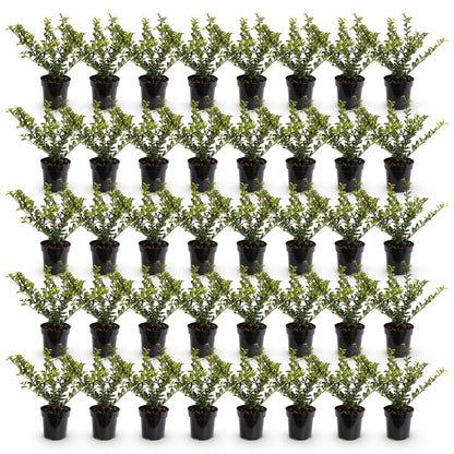 40x Ilex crenata Golden Gem - Japanse Hulst - Haagplanten - Groenblijvend - Geel - Pot 9cm - Hoogte 20-30cm