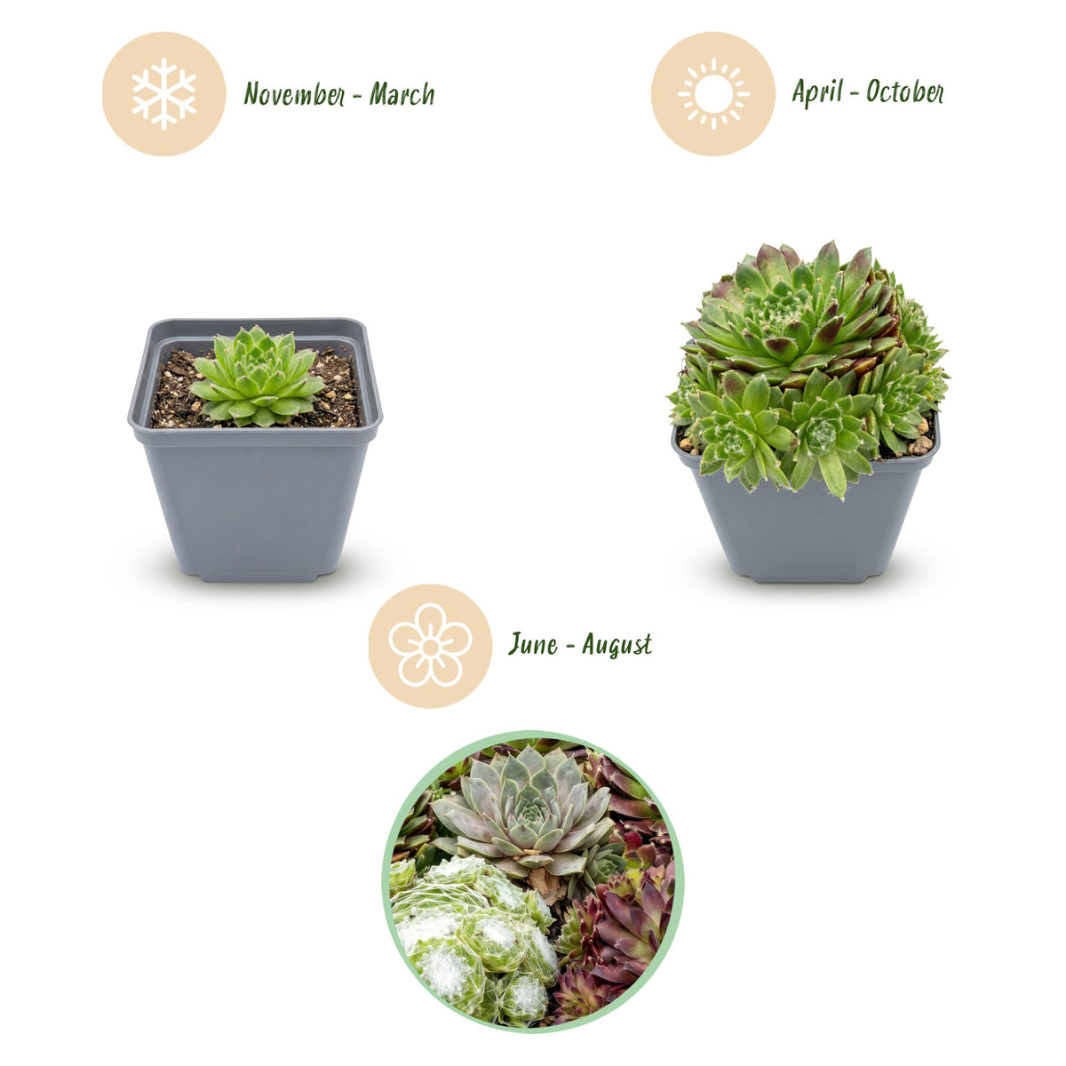 6x - Sempervivum Big Sam - Ø7cm - ↕10-12cm
