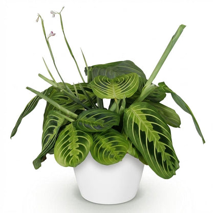 Kamerplant - Maranta Fascinator Lemon Lime - Gebedsplant - Huisdiervriendelijke Plant - Groen - 1 Plant - met Potter Wit - Pot 12cm - Hoogte 25cm