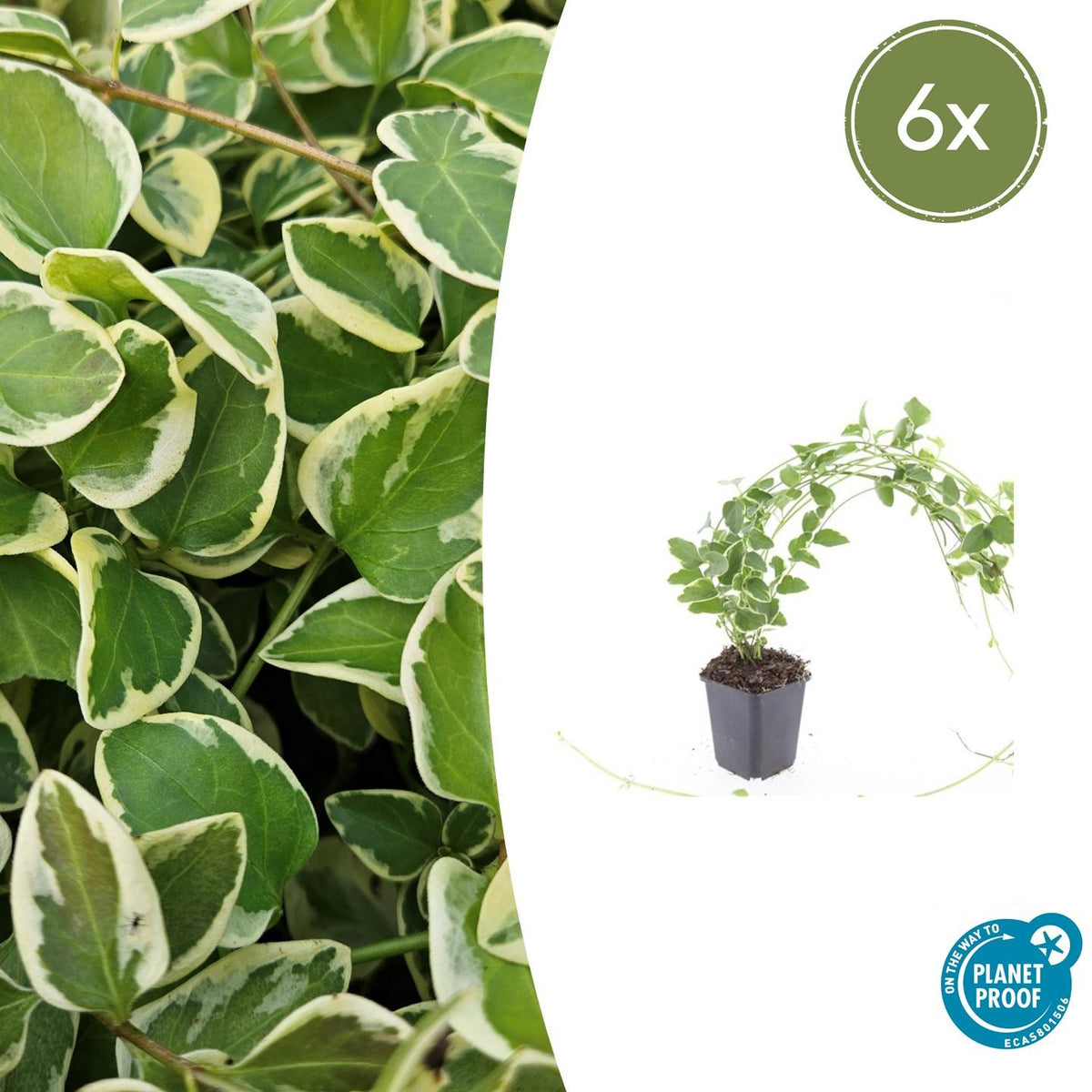 6x Vinca major 'Variegata' - ↕10-25cm - Ø9cm