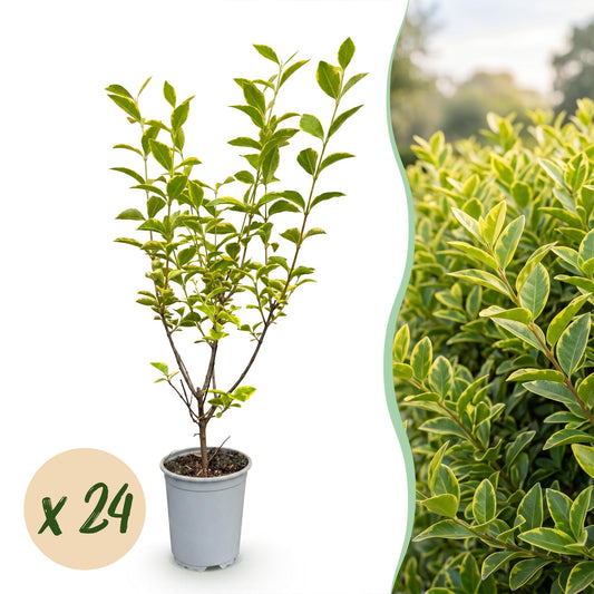 24x Ligustrum ovalifolium Aureum - Bontbladige Liguster - Haagplanten - Groenblijvend - Bont - Pot 9cm - Hoogte 35-45cm