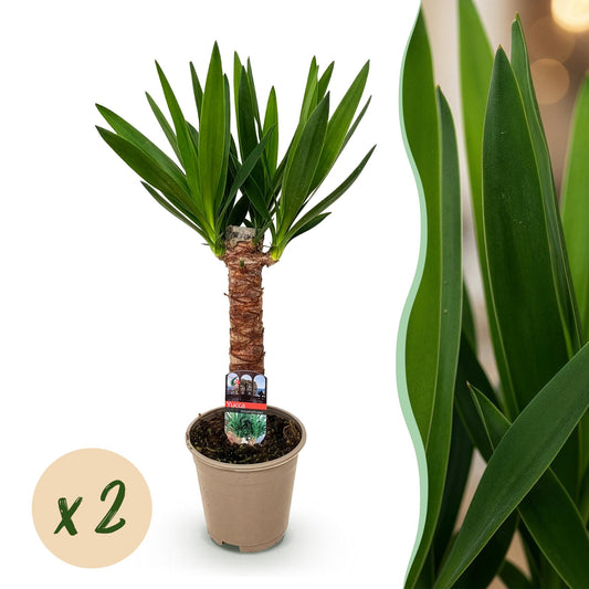 Kamerplant - Yucca elephantipes - Yucca - Weinig onderhoud - Groen - 2 - Pot 14cm - Hoogte 55cm