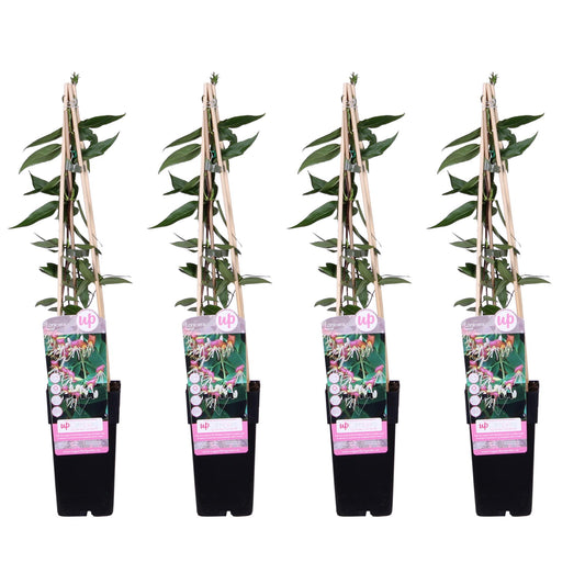 4x - Lonicera henryi - ↨65cm - Ø15