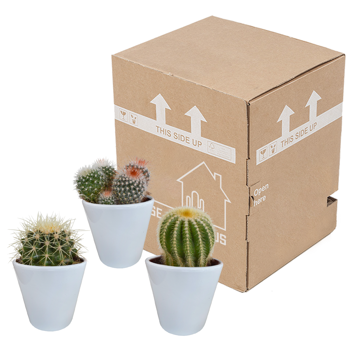 Bolcactus mix 8,5 cm | 3 stuks - in witte pot