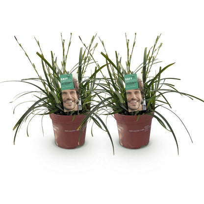 Siergrassen - Carex oshimensis Intense Green - Groen - 2 Planten - Bladhoudend - Weinig Onderhoud - Pot 17cm Hoogte 50cm