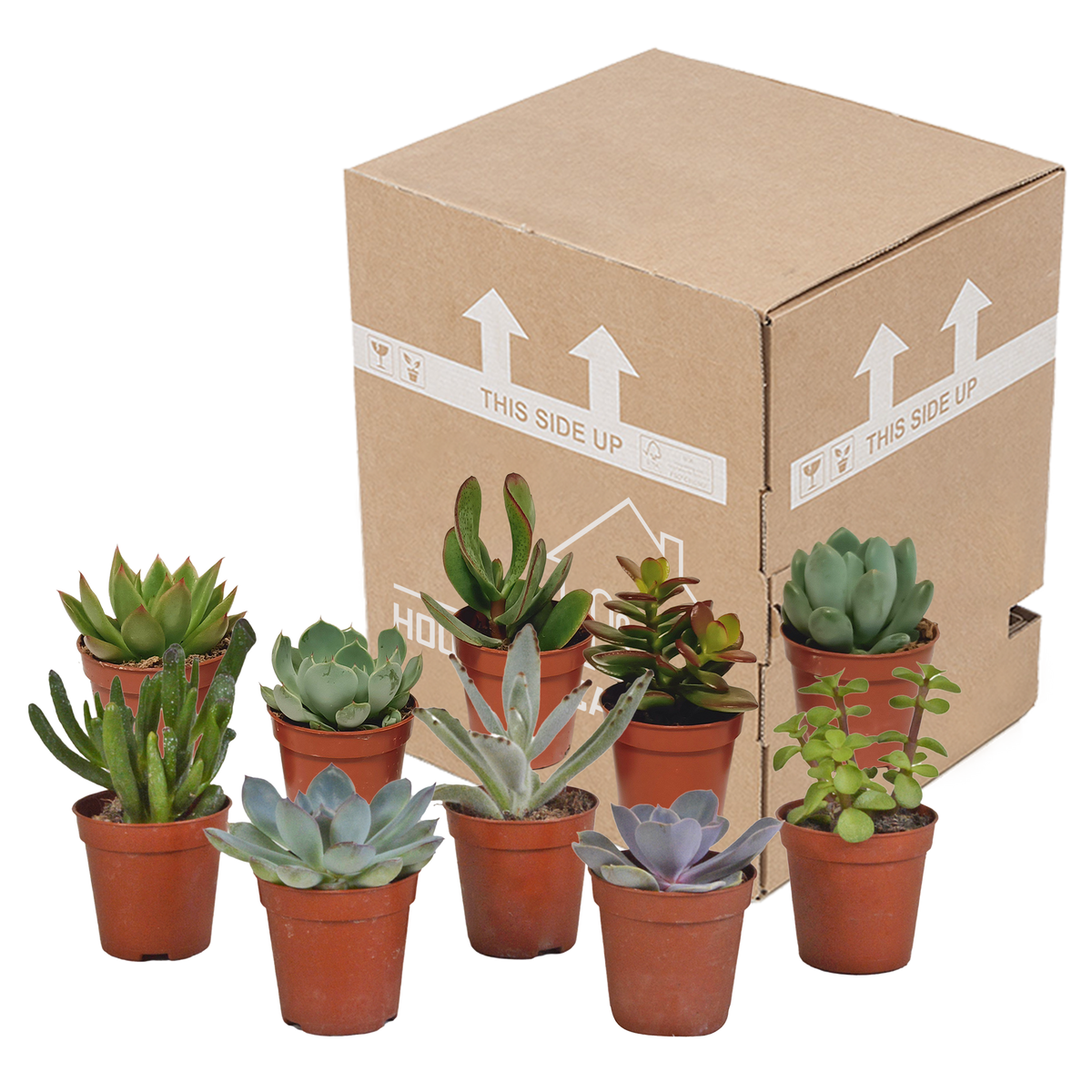 Vetplanten mix 5.5 cm - 10x - zonder pot