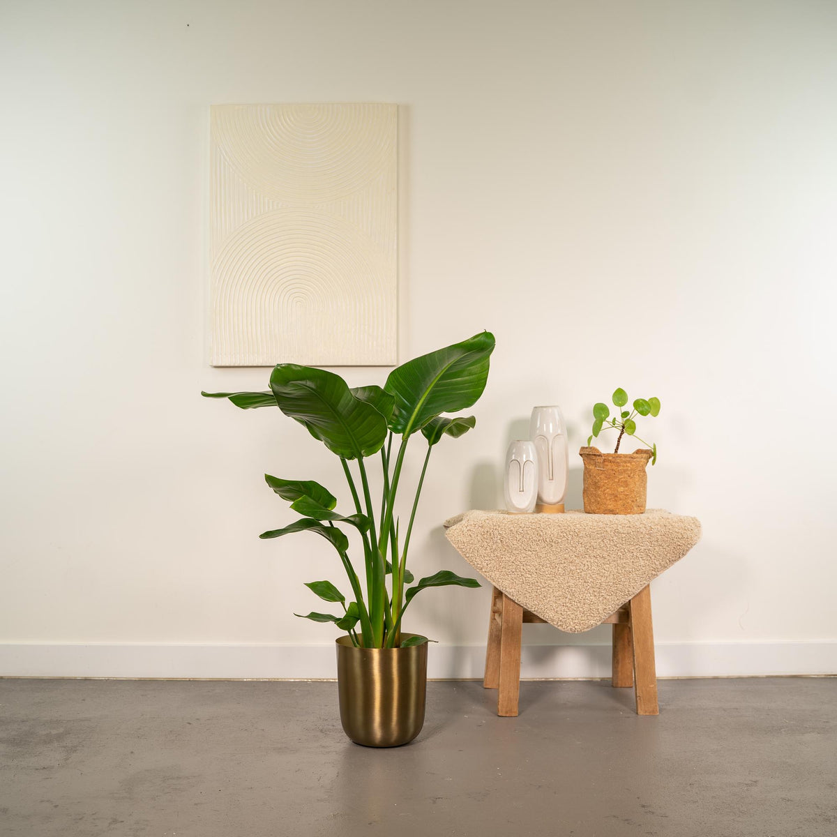 Strelitzia Nicolai - Ø19cm - ↕90cm + Pot Mayk Gold
