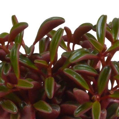 Peperomia graveolens - in terracotta pot