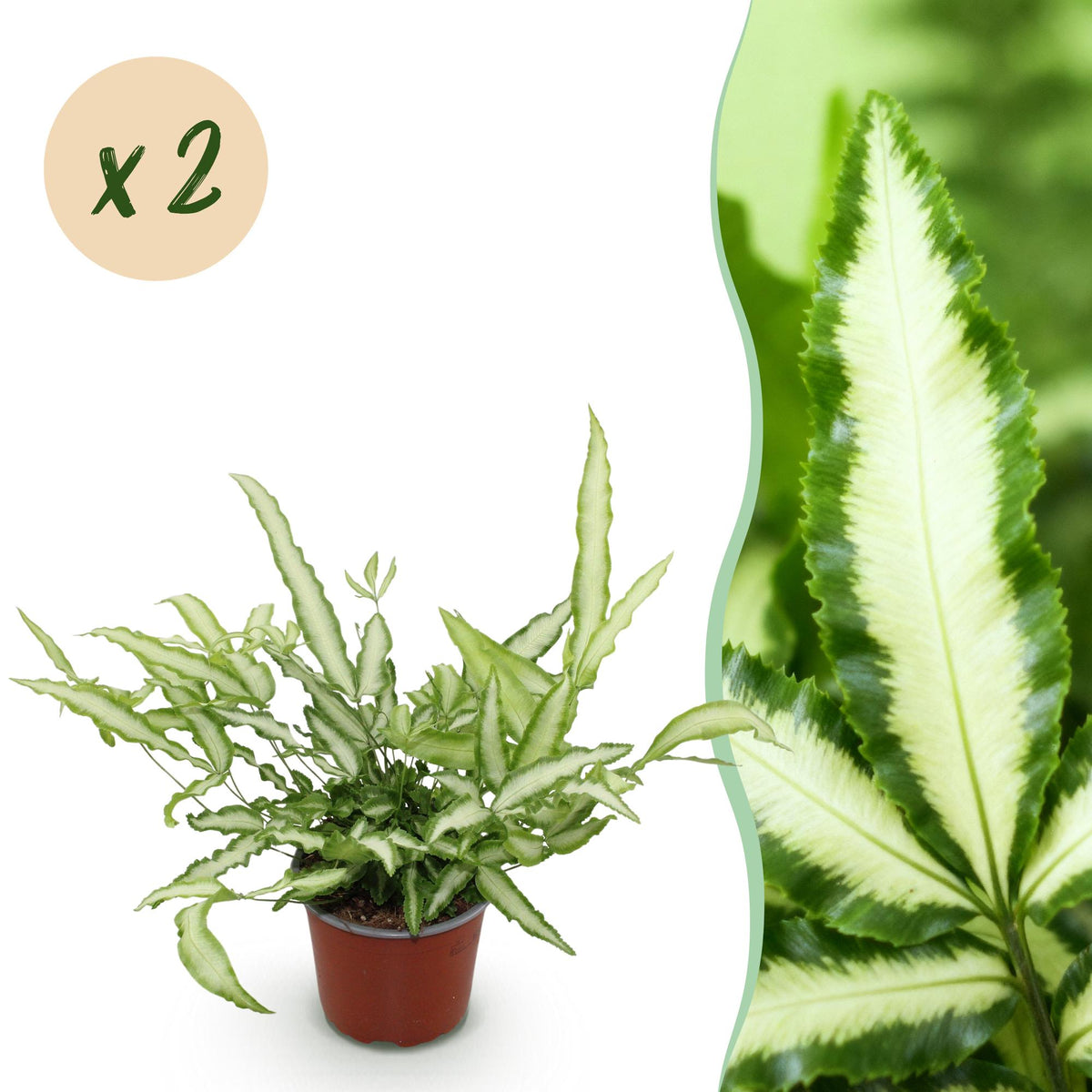 Kamerplant - Pteris cretica Albolineata - Lintvaren - Huisdiervriendelijk - Bont - 2 Planten - Pot 12cm - Hoogte 28-30cm