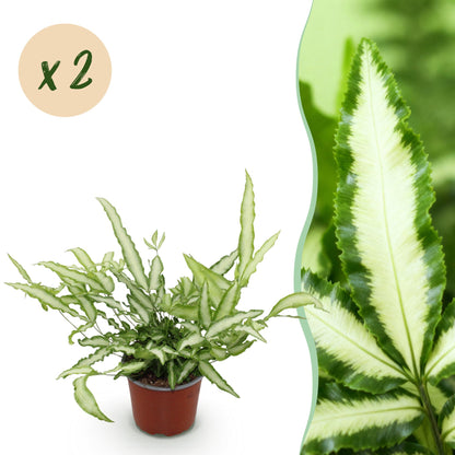 Kamerplant - Pteris cretica Albolineata - Lintvaren - Huisdiervriendelijk - Bont - 2 Planten - Pot 12cm - Hoogte 28-30cm
