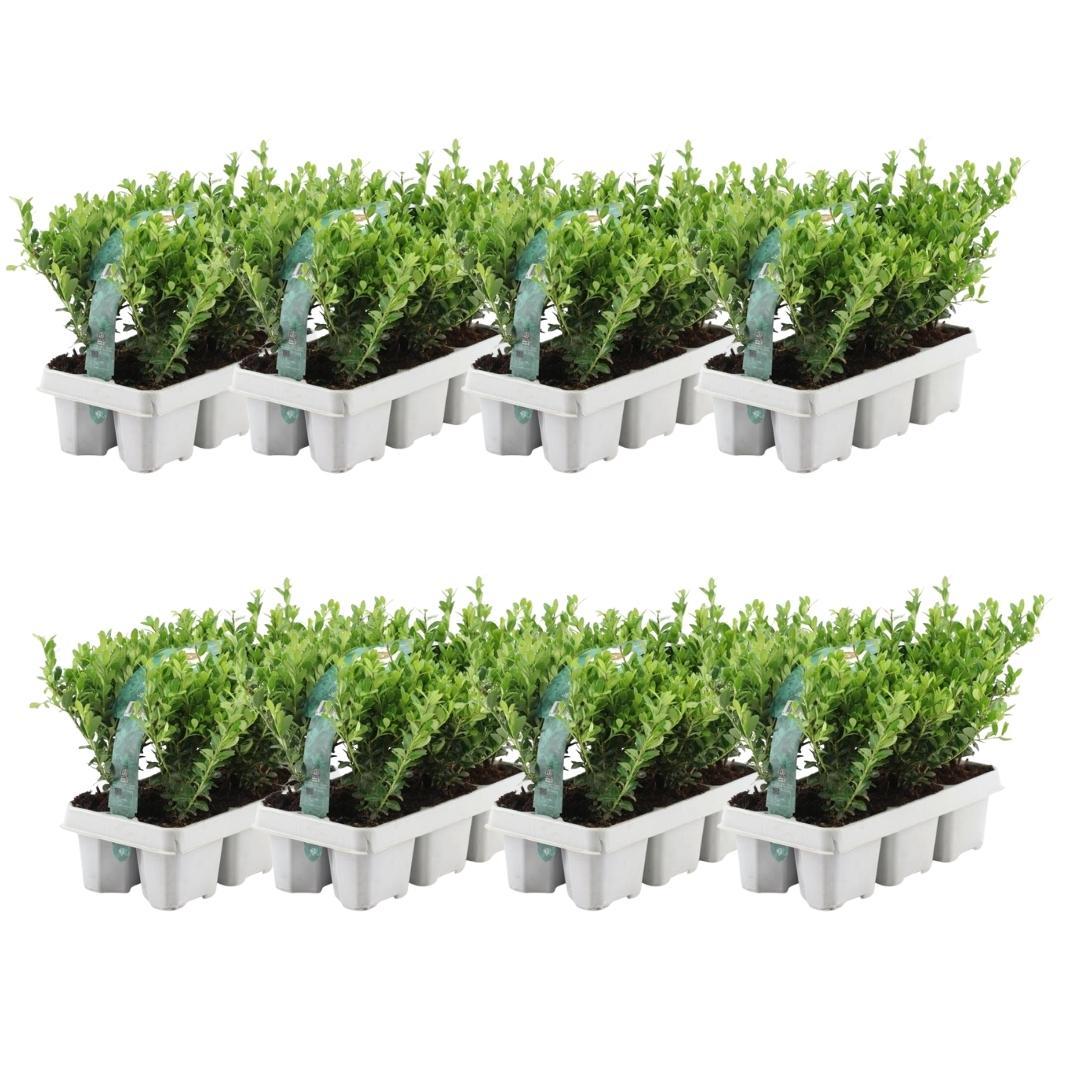 8 x 6 pack Ilex crenata 'Jenny' - Ø7 cm - ↕15 cm