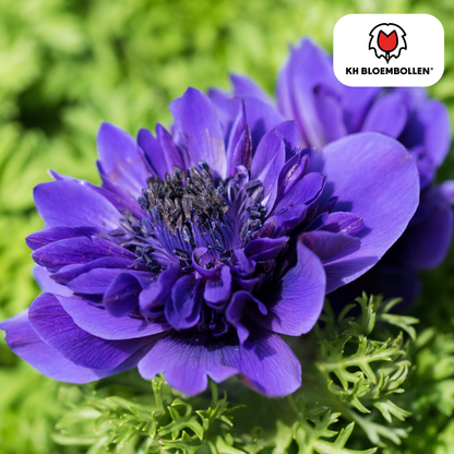 Anemonen dubbel 30 stuks