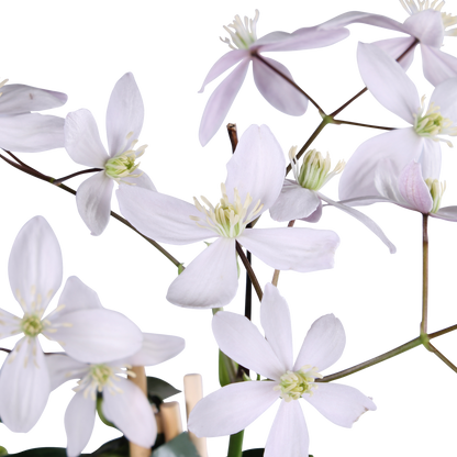 Clematis armandii Apple Blossom - Groenblijvende Clematis Lichtroze - Ø15cm - ↕65cm