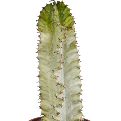 Euphorbia marmorata 17 cm