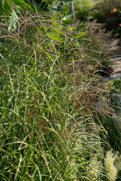 Miscanthus sinensis Strictus - Ø23cm - ↕60cm - Ø23 - ↨60cm