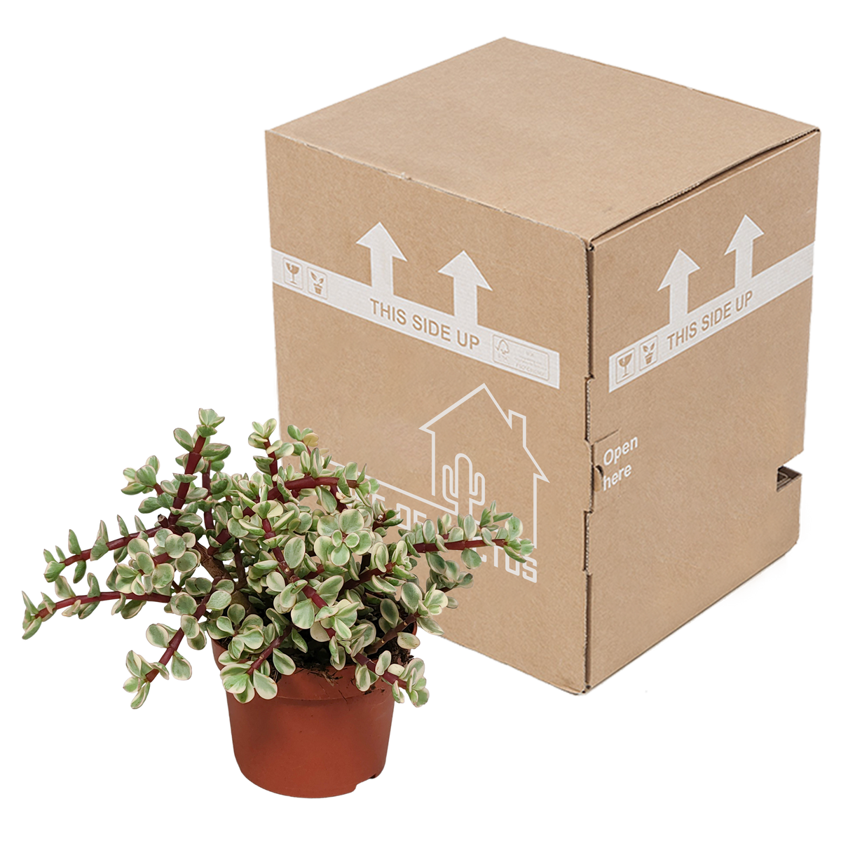 Portulacaria afra Variegata 10,5cm - zonder pot