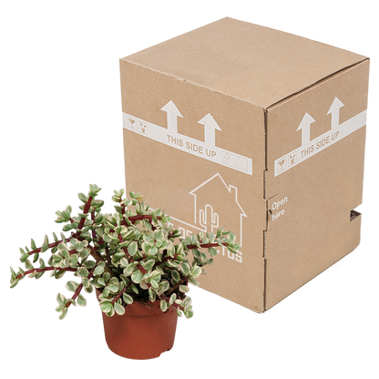 Portulacaria afra Variegata 10,5cm - zonder pot