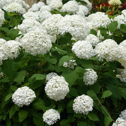 Pluim Hortensia - Hydrangea arborescens Annabelle - Bloem Wit - 1 Plant - Bladverliezend - Grote Bloemen - Pot 17cm Hoogte 50cm