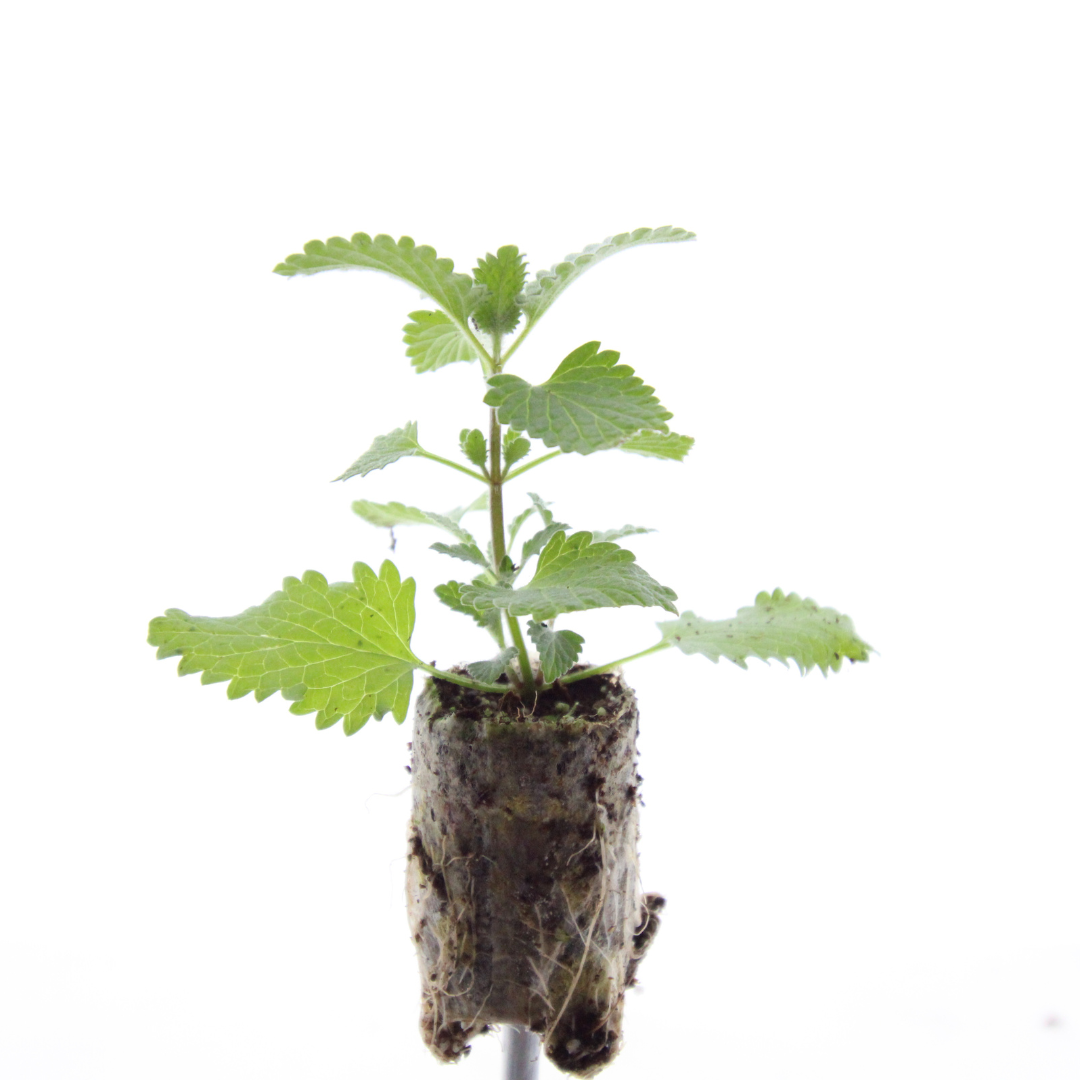 Nepeta – 6 Pluggen | Zelf Kweken & Genieten van een Aromatische Tuin!