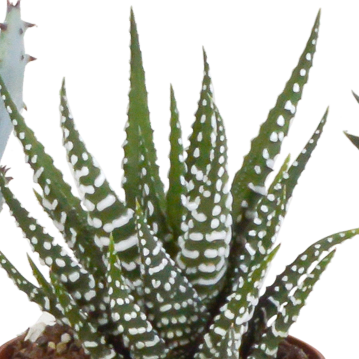 Gasteria/Haworthia mix 5,5cm - 5x - in Mexicaanse pot
