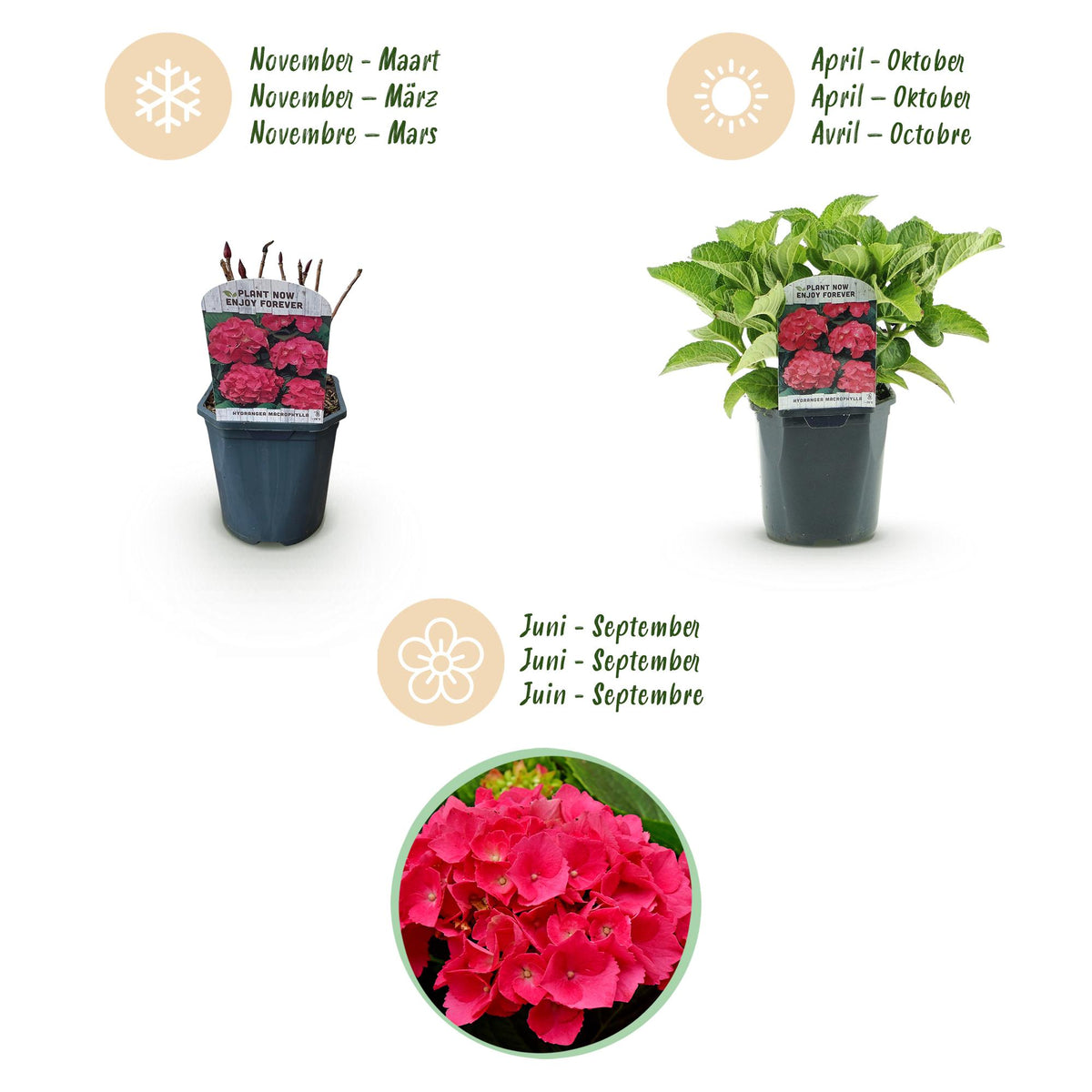 Hortensia - Hydrangea macrophylla Red - Bloem Rood - 1 Plant - Bladverliezend - Weinig Onderhoud - Pot 17cm Hoogte 30cm