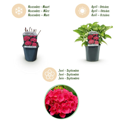 Hortensia - Hydrangea macrophylla Red - Bloem Rood - 1 Plant - Bladverliezend - Weinig Onderhoud - Pot 17cm Hoogte 30cm