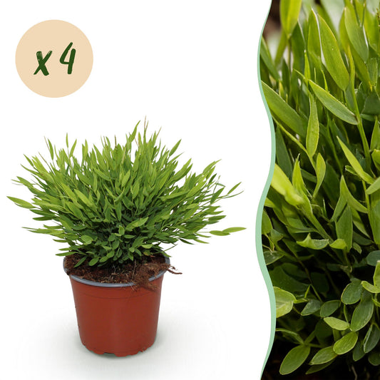 Kamerplant - Bamusa Pogonatherum Monica - Bamboegras - Huisdiervriendelijk - Groen - 4 Planten - Pot 12cm - Hoogte 30-35cm