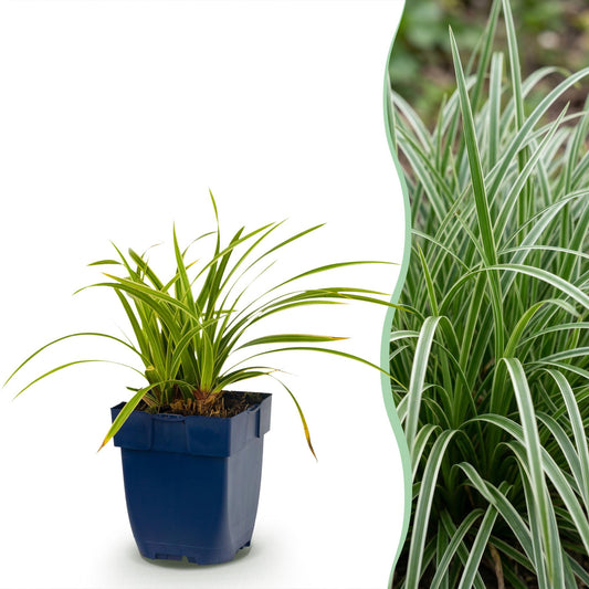 Grassen - Carex morrowii Ice Dance - Japanse Zegge - Groenblijvend - Creme-Groen - 6 Planten - Pot 11cm - Hoogte 15-25cm