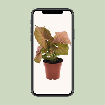 Syngonium Neon - Ø12cm - ↕25cm