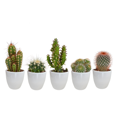 Cactus mix 5.5 cm - 5x - in witte pot