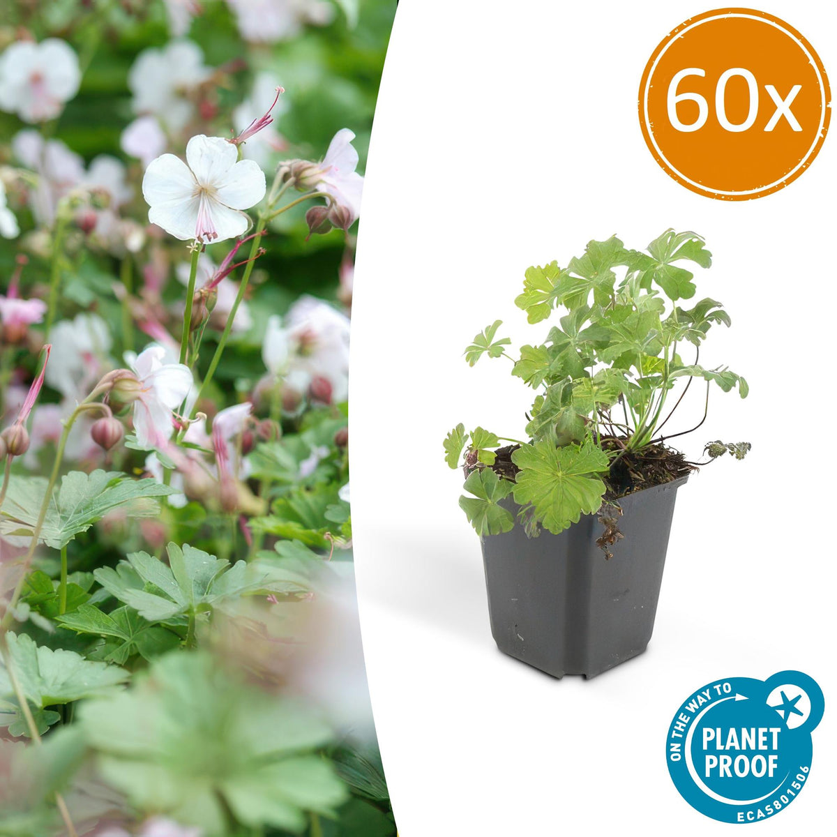 60x Geranium cant. 'Biokovo' - ↕10-25cm - Ø9cm