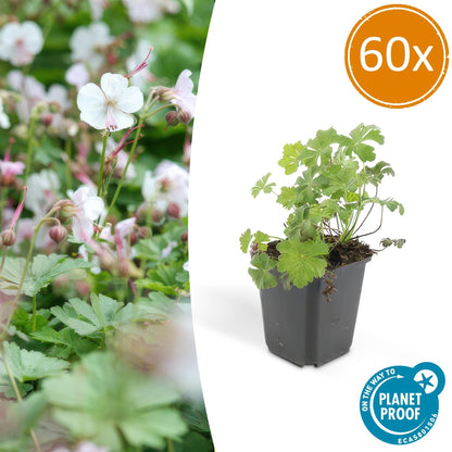 60x Geranium cant. 'Biokovo' - ↕10-25cm - Ø9cm