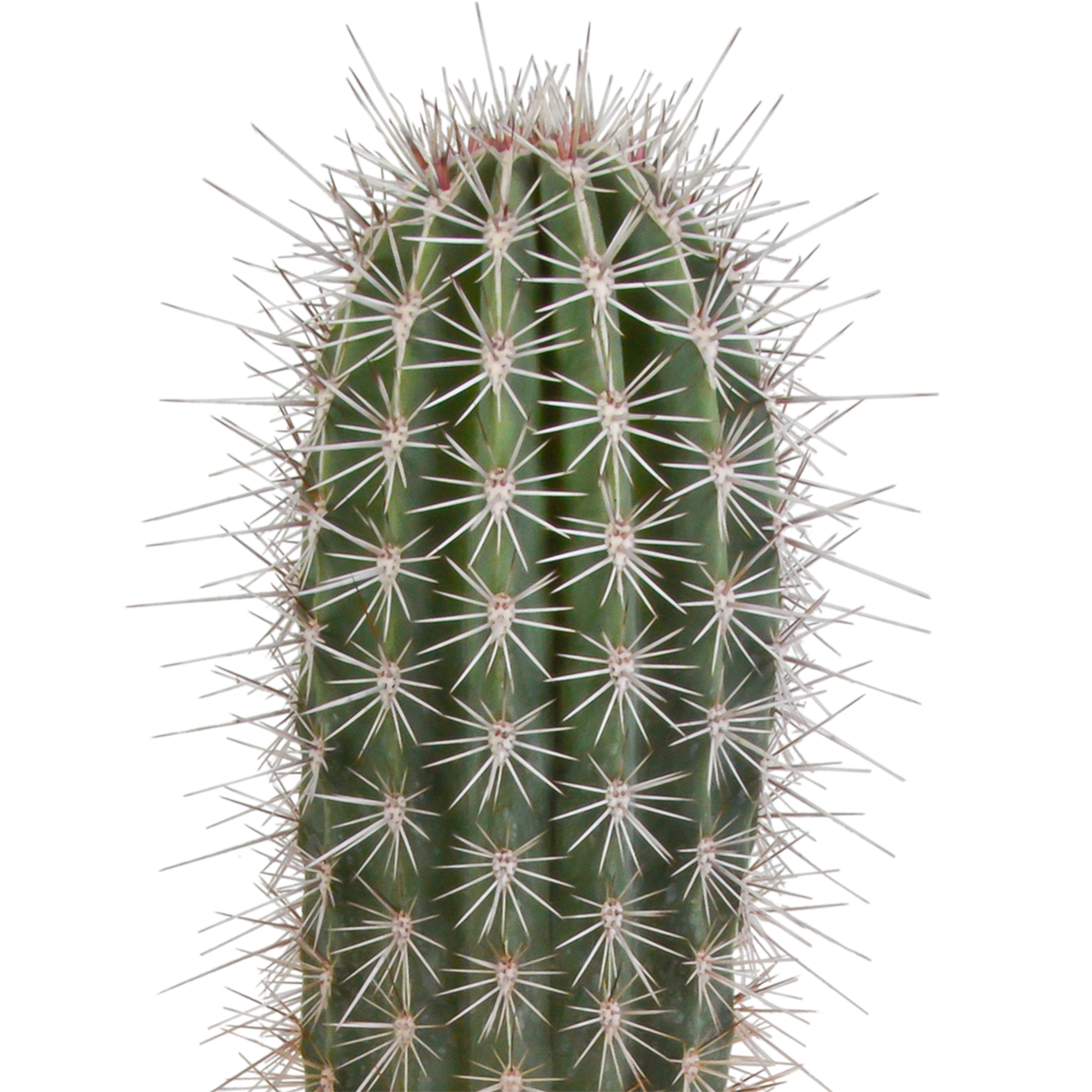 Pachycereus pringlei - 17cm - zonder pot